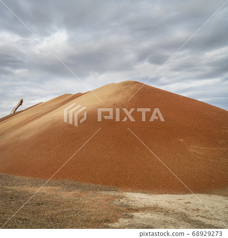 pile of sorghum grain in Kansas 68929273