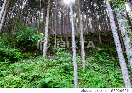 Thinning Sunlight shining through the trees 68930656