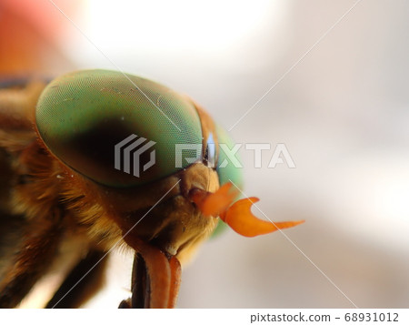 昆蟲的複眼〜紅眼蒼蠅的眼睛向上 68931012