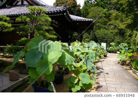 Summer Hokon Temple Summer Hokon Temple 68931048