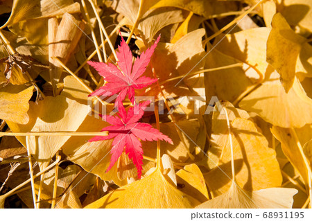 銀杏葉和楓樹 68931195