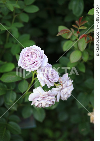 淡紫色玫瑰花朵盛開在玫瑰花園裡 68931457