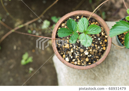 Strawberry seedling making Strawberry seedling making 68931479