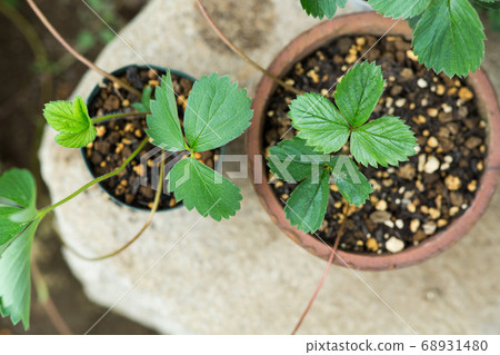 草莓育苗 草莓育苗 68931480