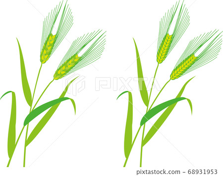 行大麥大麥 68931953