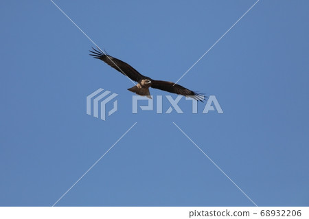 Flying in the sky Flying in the sky 68932206