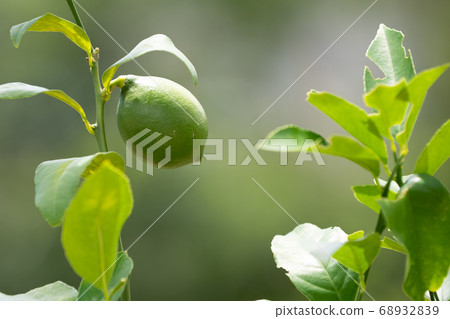 綠檸檬 綠檸檬 68932839