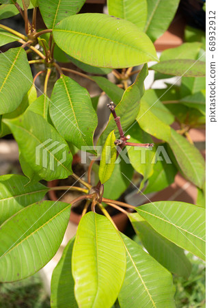 Frangipani leaves Frangipani leaves 68932912