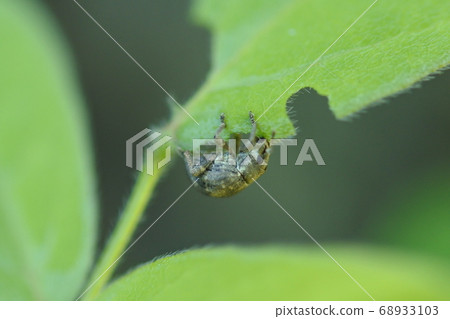 樹葉狀的象鼻蟲吃葉子的側視圖 樹葉狀的象鼻蟲吃葉子的側視圖 68933103