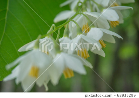 連續盛開的白雲花 連續盛開的白雲花 68933299