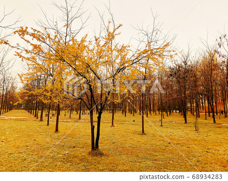 Autumn In a park. Autumn In a park. 68934283