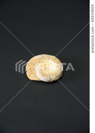 Ammonite Ammonite 68934604