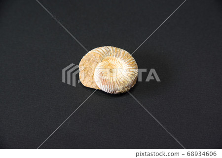 菊 68934606