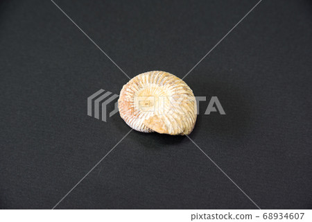 菊 68934607