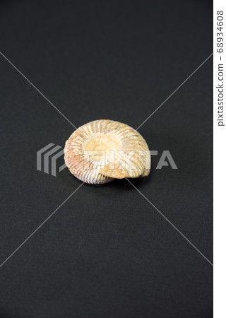 Ammonite Ammonite 68934608