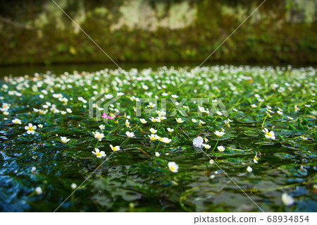 Jizo River Underwater flower "Plum Blossom" 2020 68934854