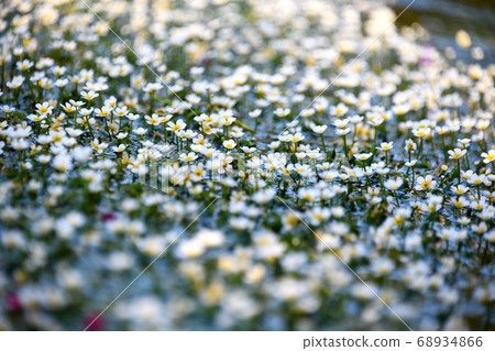 地藏川水下花“梅花” 2020 地藏川水下花“梅花” 2020 68934866