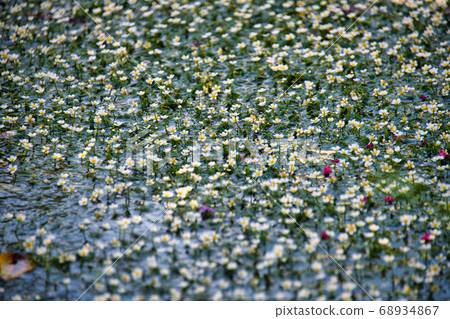 地藏川水下花“梅花” 2020 地藏川水下花“梅花” 2020 68934867