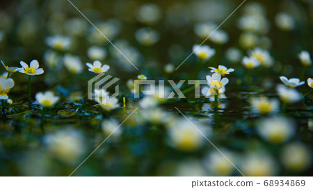 地藏川水下花“梅花” 2020 地藏川水下花“梅花” 2020 68934869