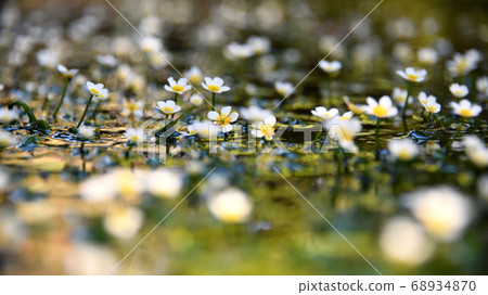 地藏川水下花“梅花” 2020 68934870