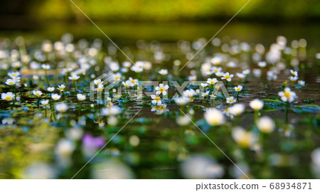 Jizo River Underwater flower "Plum Blossom" 2020 68934871