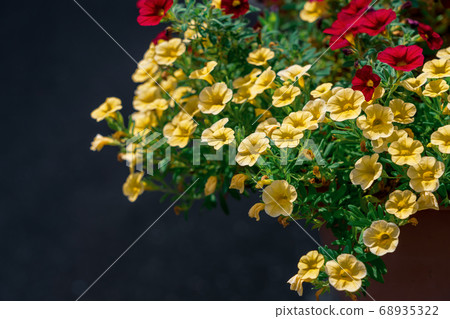 Calibracore慶祝播種機種植 68935322