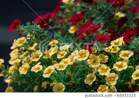 Calibracore慶祝播種機種植 68935323