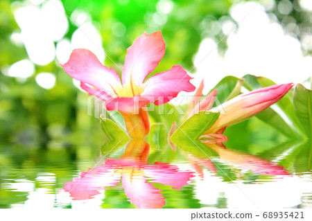 Flower isolated on white background Flower isolated on white background 68935421
