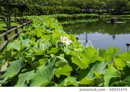 廣島縣府中市府中府中公園 68935474