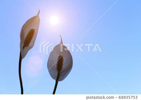 White flower 68935753