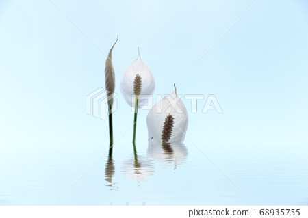 White flower isolated on green background White flower isolated on green background 68935755