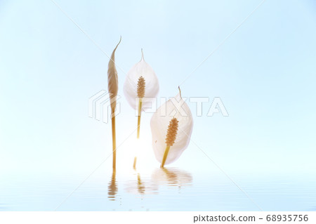 White flower isolated on green background 68935756