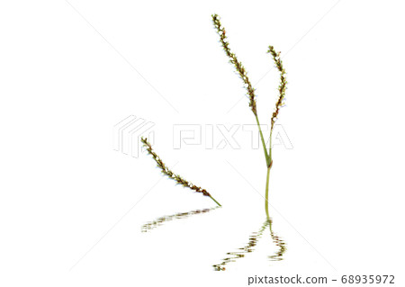 Flower isolated on white background Flower isolated on white background 68935972