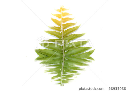leaf isolated on white background leaf isolated on white background 68935988