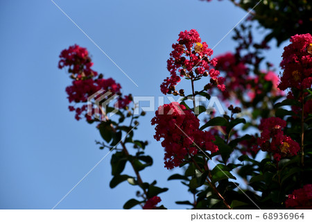 Flower of crape mybs Flower of crape mybs 68936964