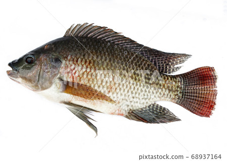Tilapia 68937164