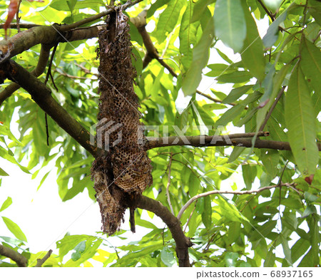 Beehive Beehive 68937165