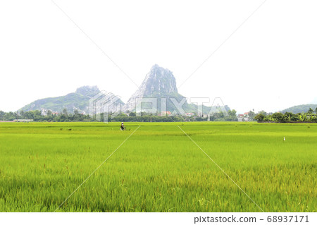 paddy field paddy field 68937171