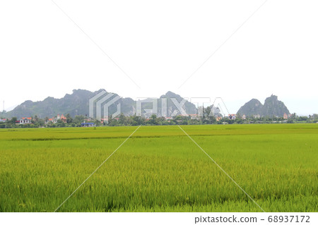 paddy field paddy field 68937172