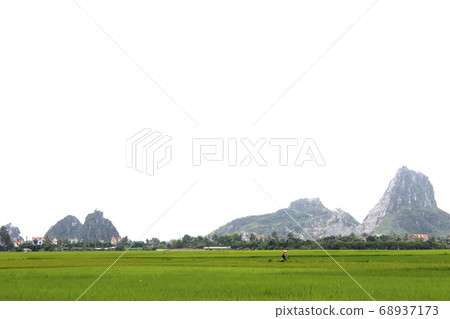 paddy field paddy field 68937173