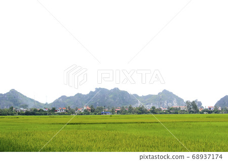 paddy field paddy field 68937174
