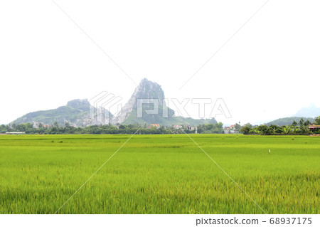 paddy field paddy field 68937175