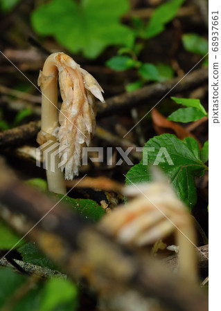 Tasylolan Tasylolan 68937661