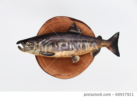 三文魚 三文魚 68937921