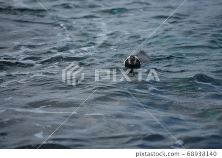 Penguins swimming in Notojima Aquarium, Ishikawa Prefecture 68938140