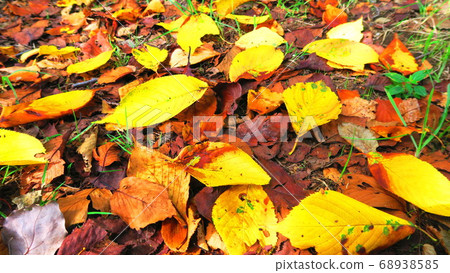 秋葉的風景（崎玉縣川口市） 68938585