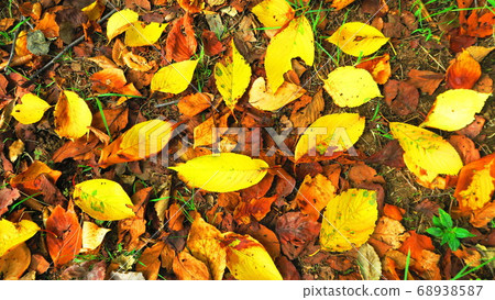Scenery of autumn leaves (Kawaguchi City, Saitama Prefecture) 68938587