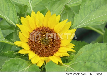 夏天花向日葵 68938589