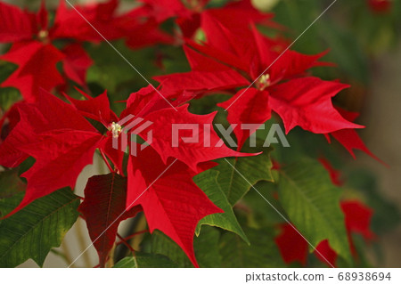 Poinsettia Poinsettia 68938694