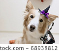 Halloween  68938812